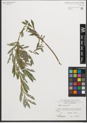 Foto von Salix purpurea L.